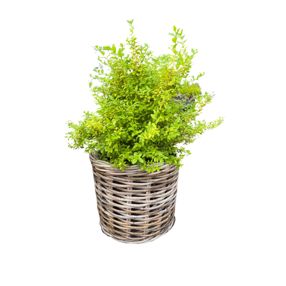 Rattan Planter Basket with Plastic Liner