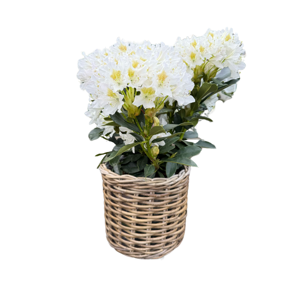 Rattan Planter Basket with Plastic Liner