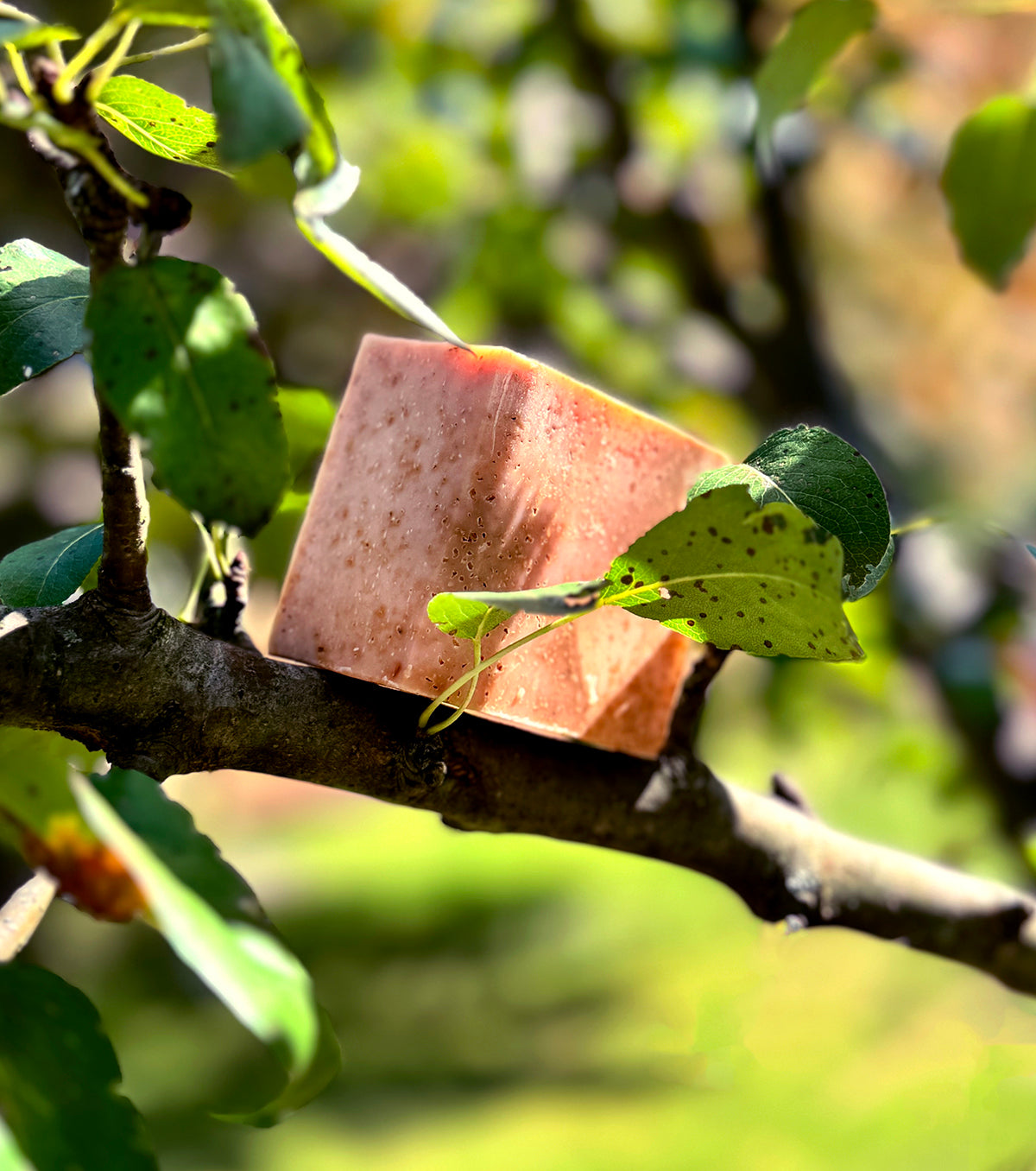 Apple Crisp bar soap