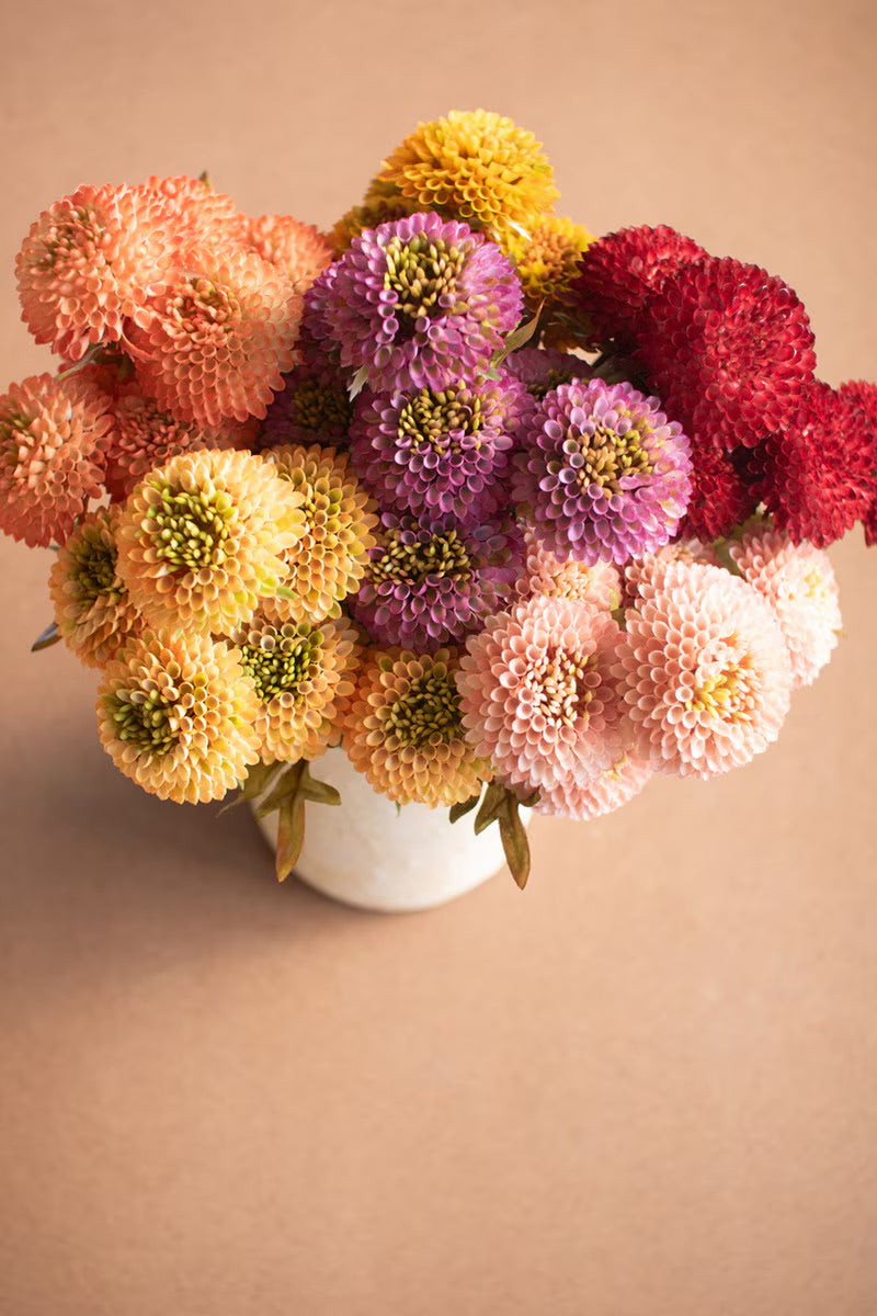 Yellow ball dahlia bundle