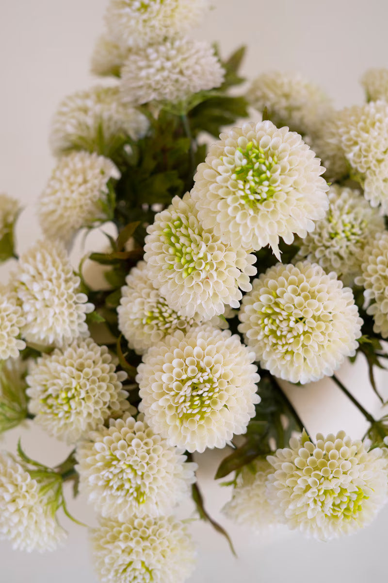 White ball dahlia bundle