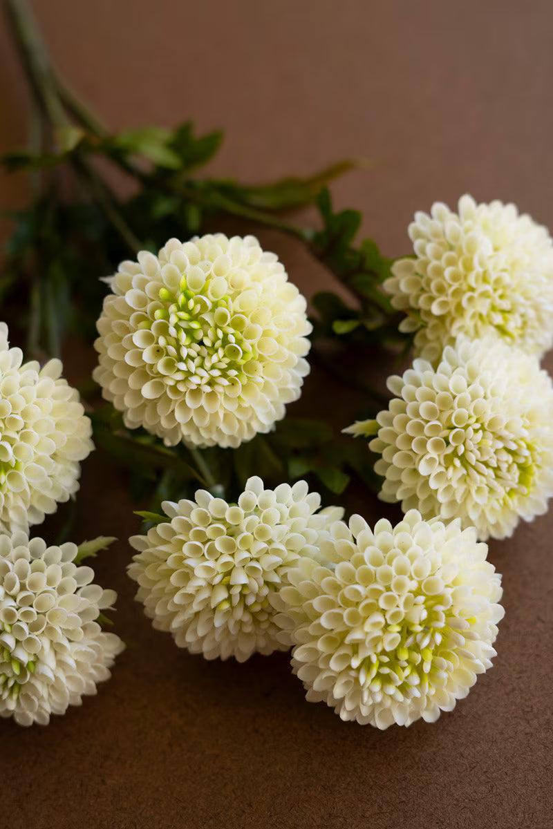 White ball dahlia bundle
