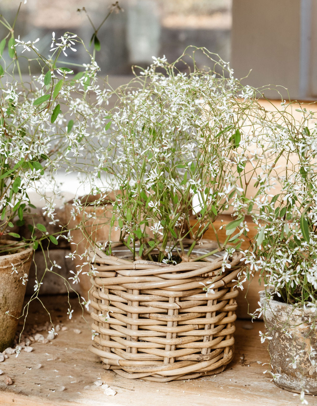 Rattan Planter Basket with Plastic Liner