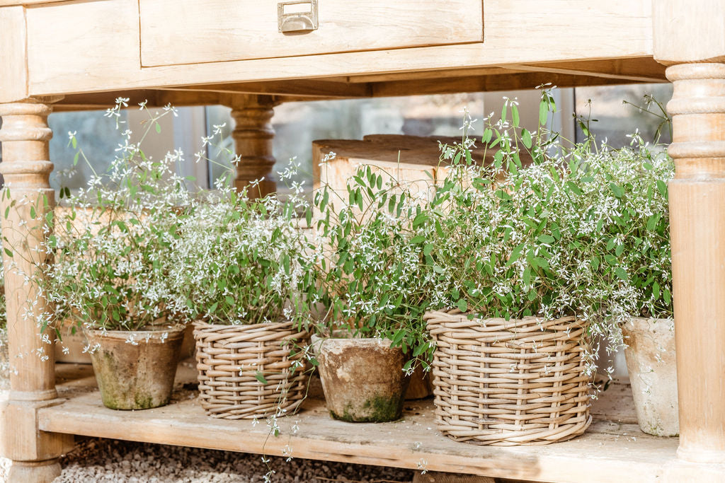 Rattan Planter Basket with Plastic Liner