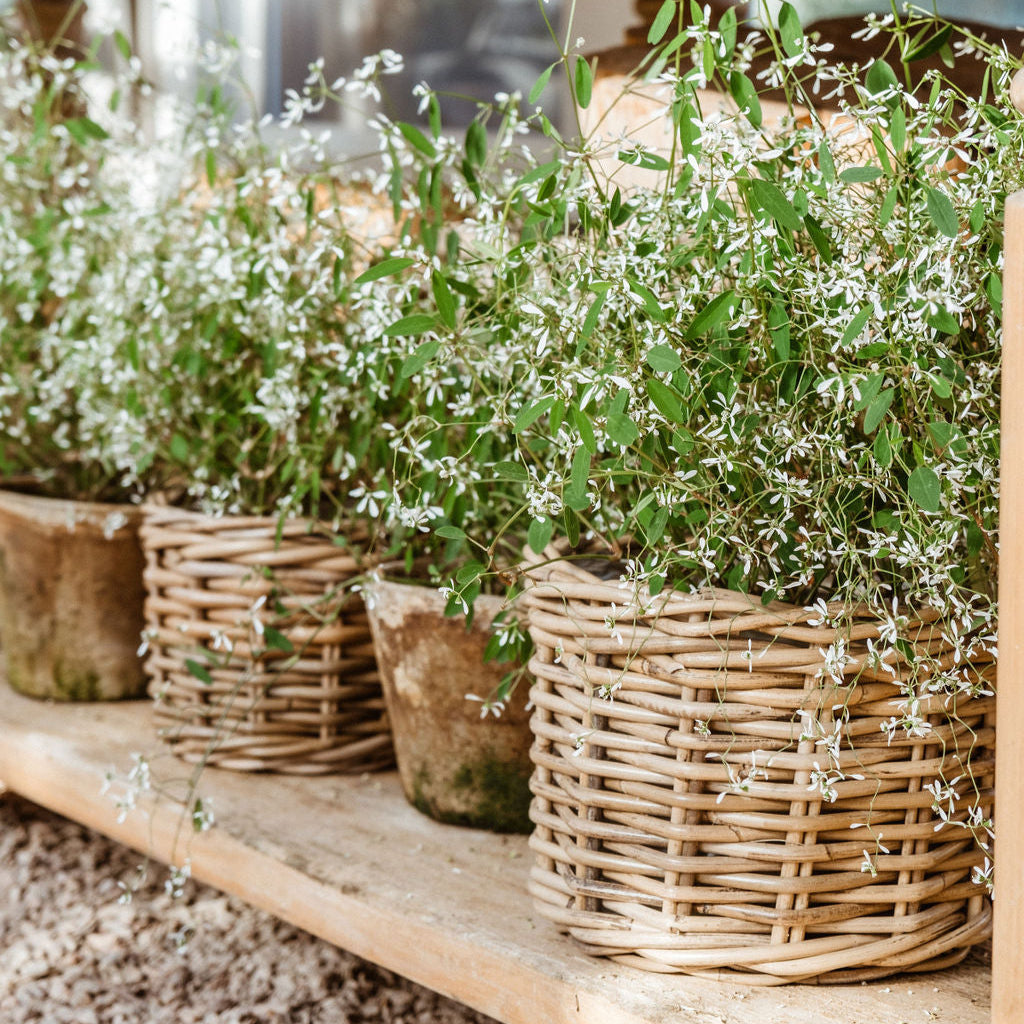 Rattan Planter Basket with Plastic Liner