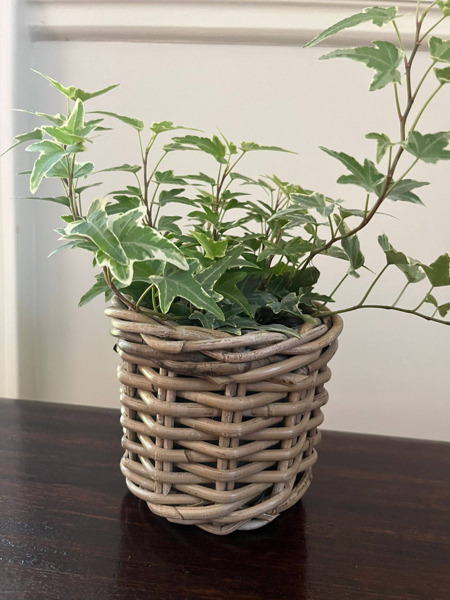 Rattan Planter Basket with Plastic Liner