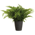 20" Leather Fern Plant in Cement Pot