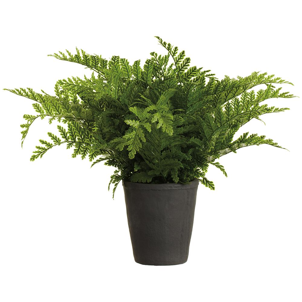 20" Leather Fern Plant in Cement Pot