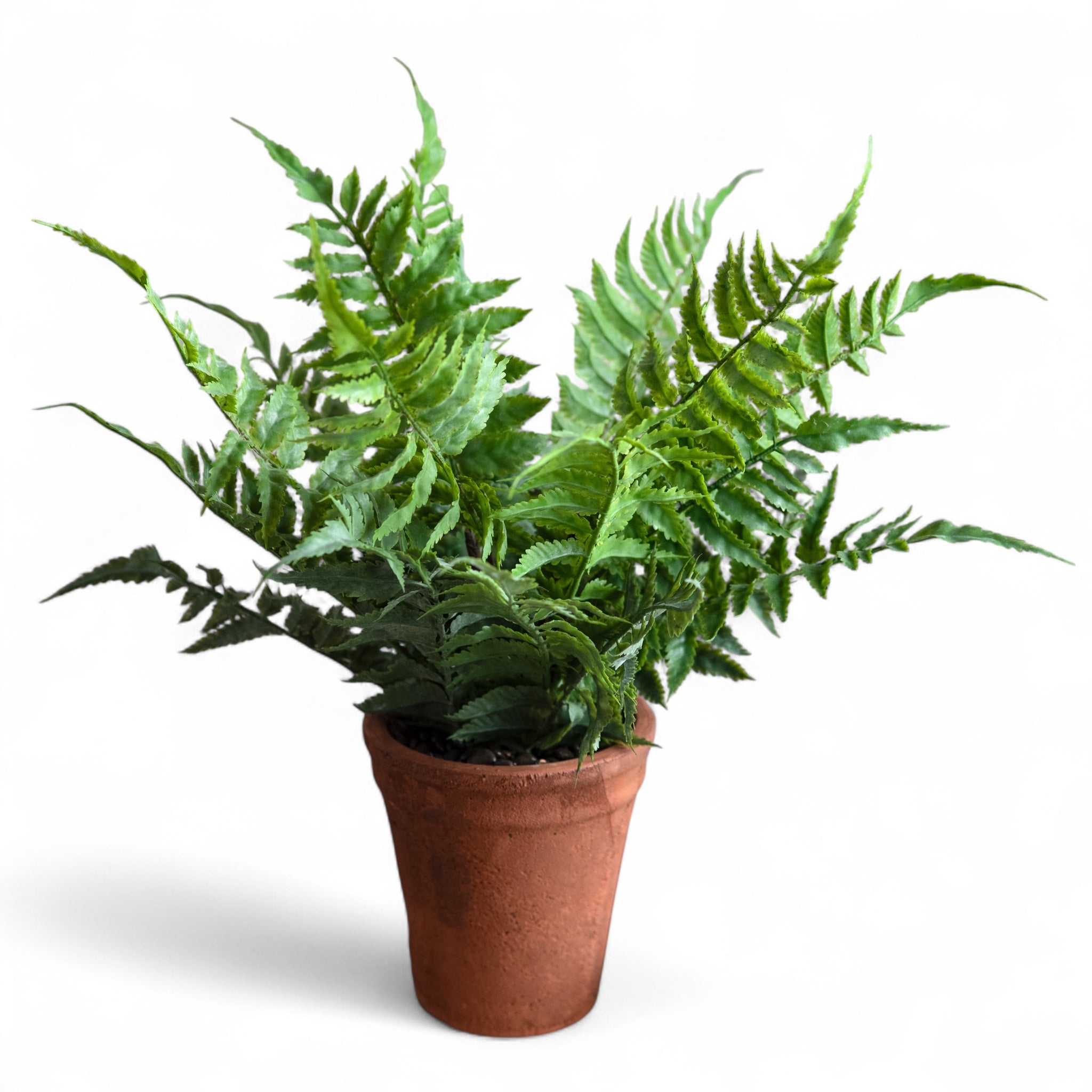 Faux fern in terracotta pot