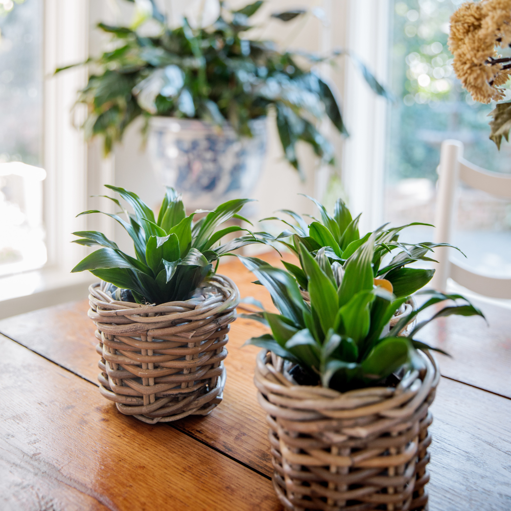 Rattan Planter Basket with Plastic Liner