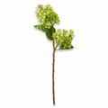 Green cone hydrangea stem