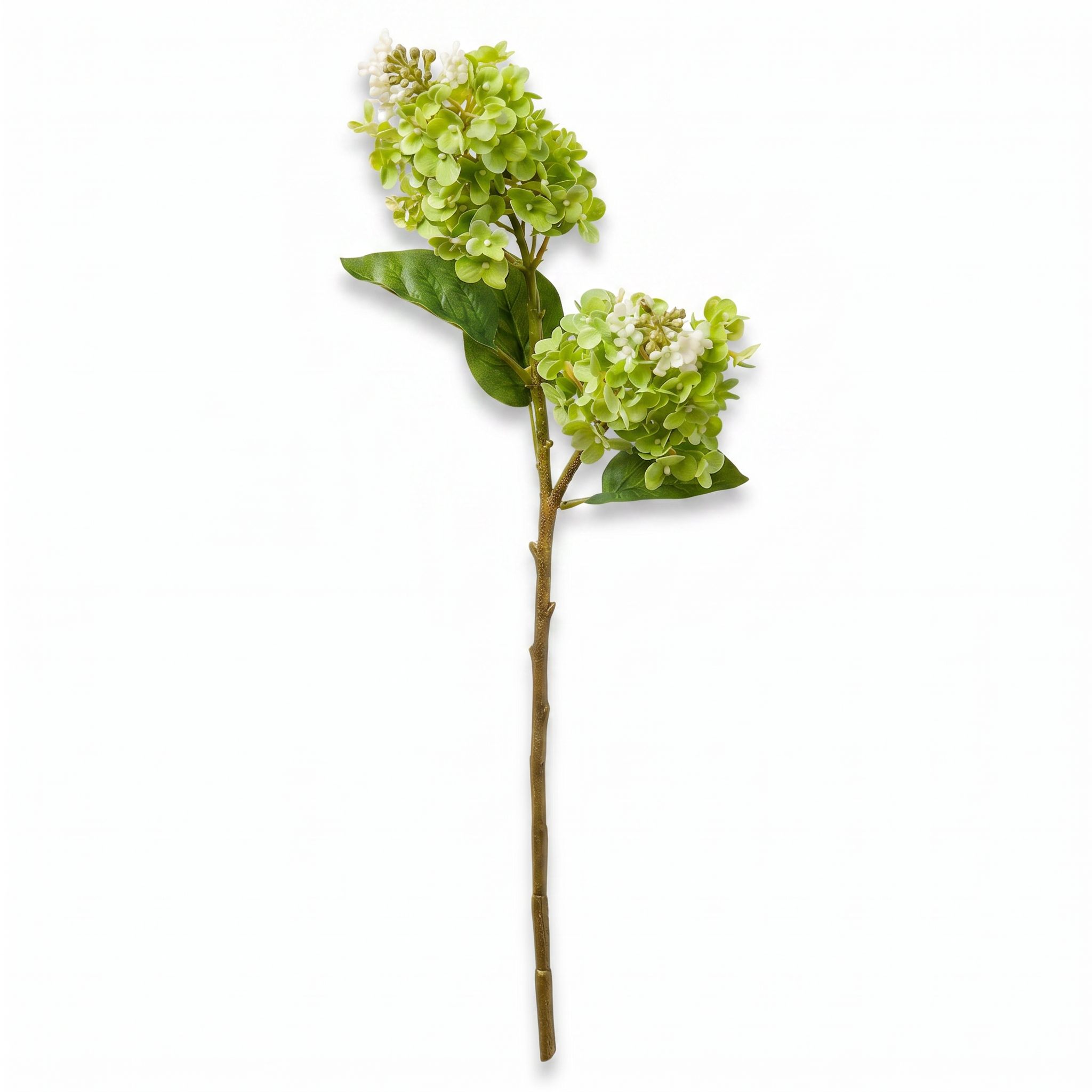 Green cone hydrangea stem