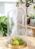 Glass cloche with gold base