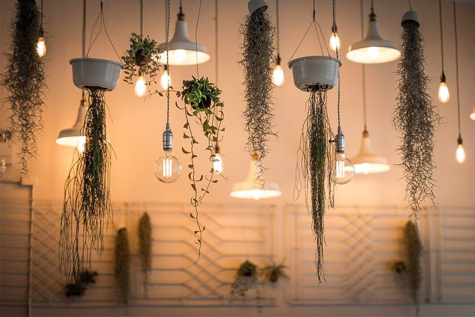 Vintage Edison Filament Bulb Collection