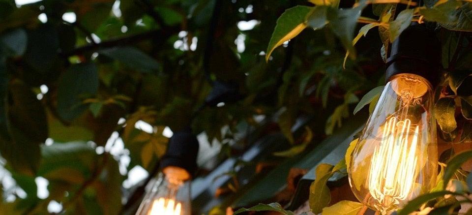 Vintage Edison Filament Bulb Collection