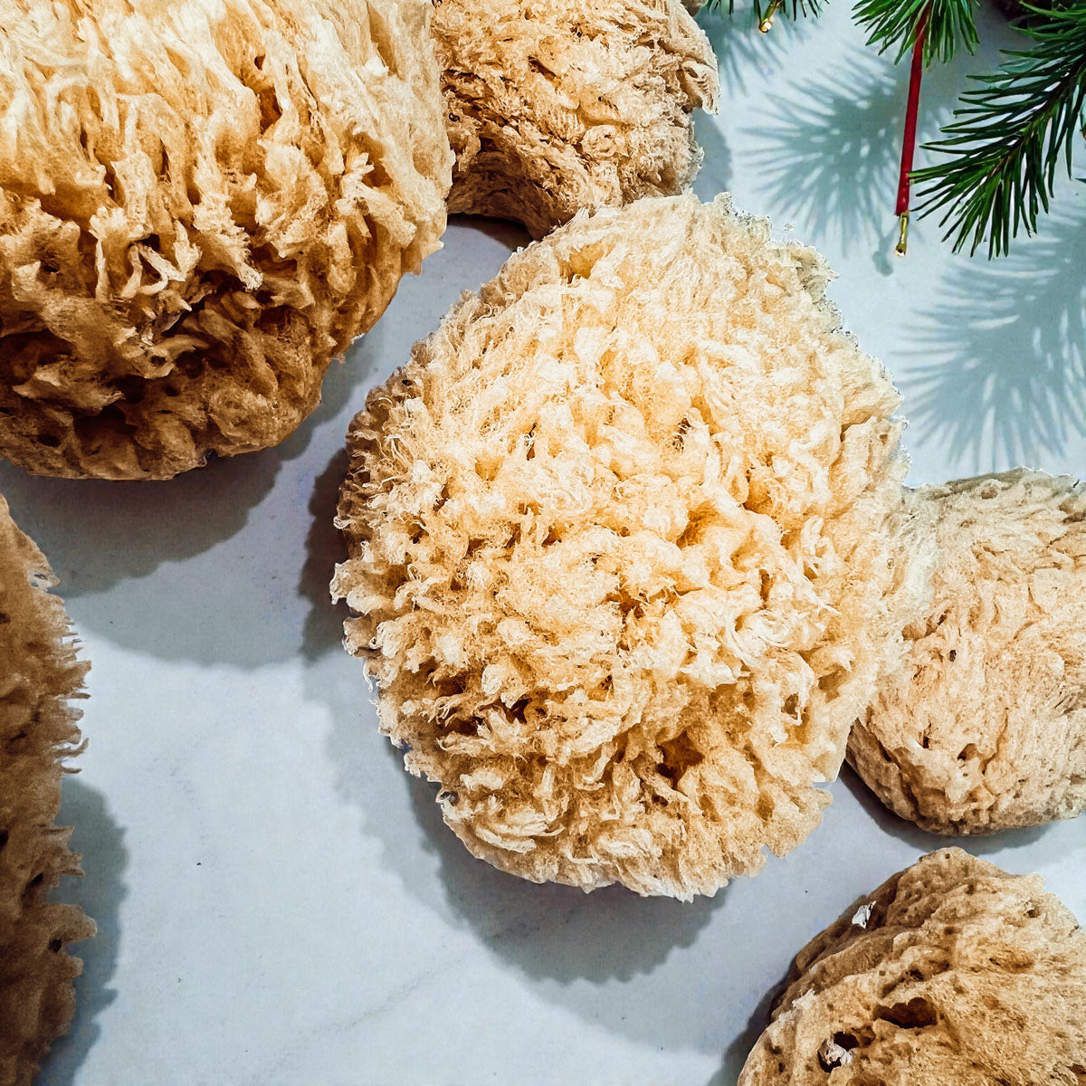 Dead Sea Sponge