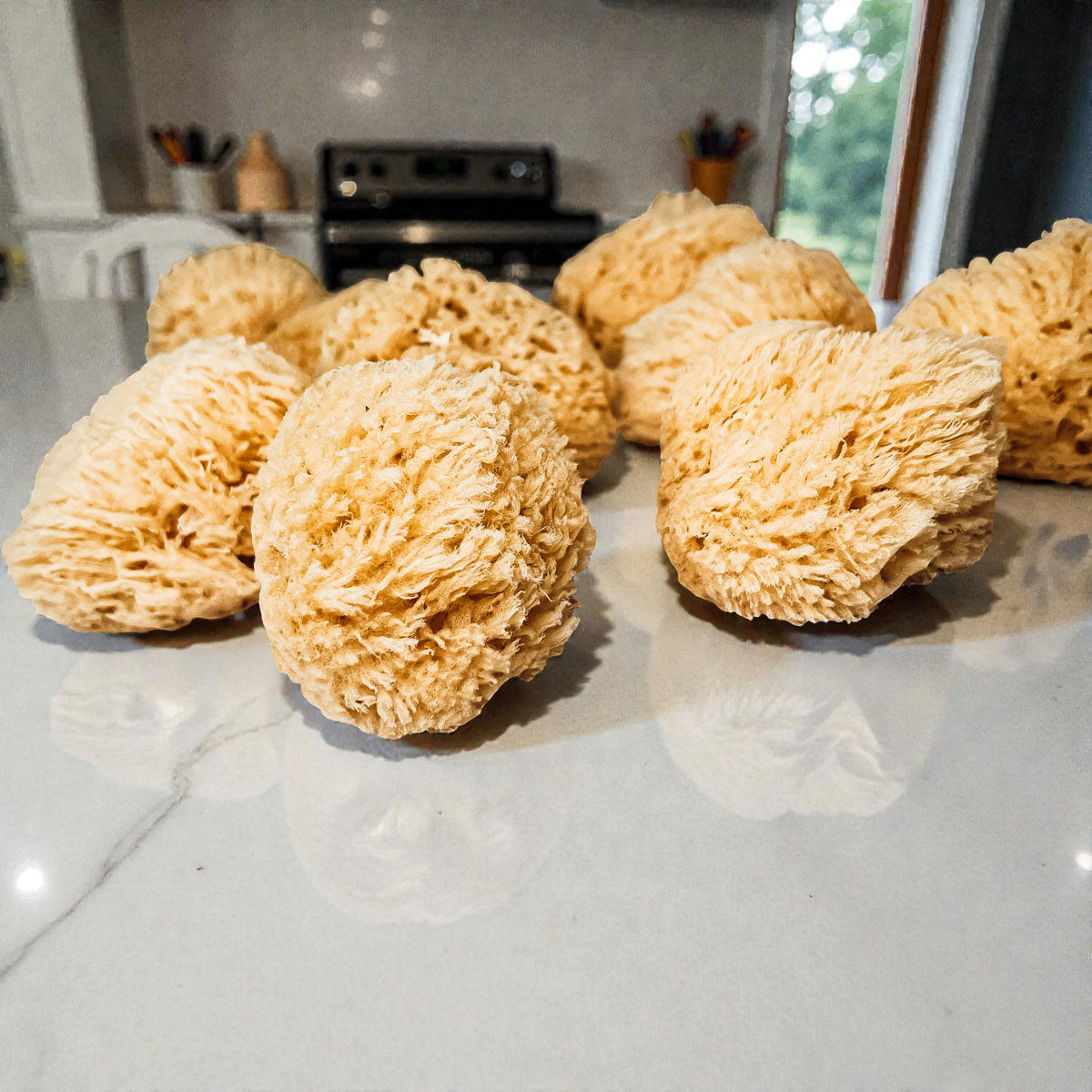 Dead Sea Sponge