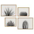 Sylvie Haze Succulent & Cactus 4-Piece Framed Canvas Art Set